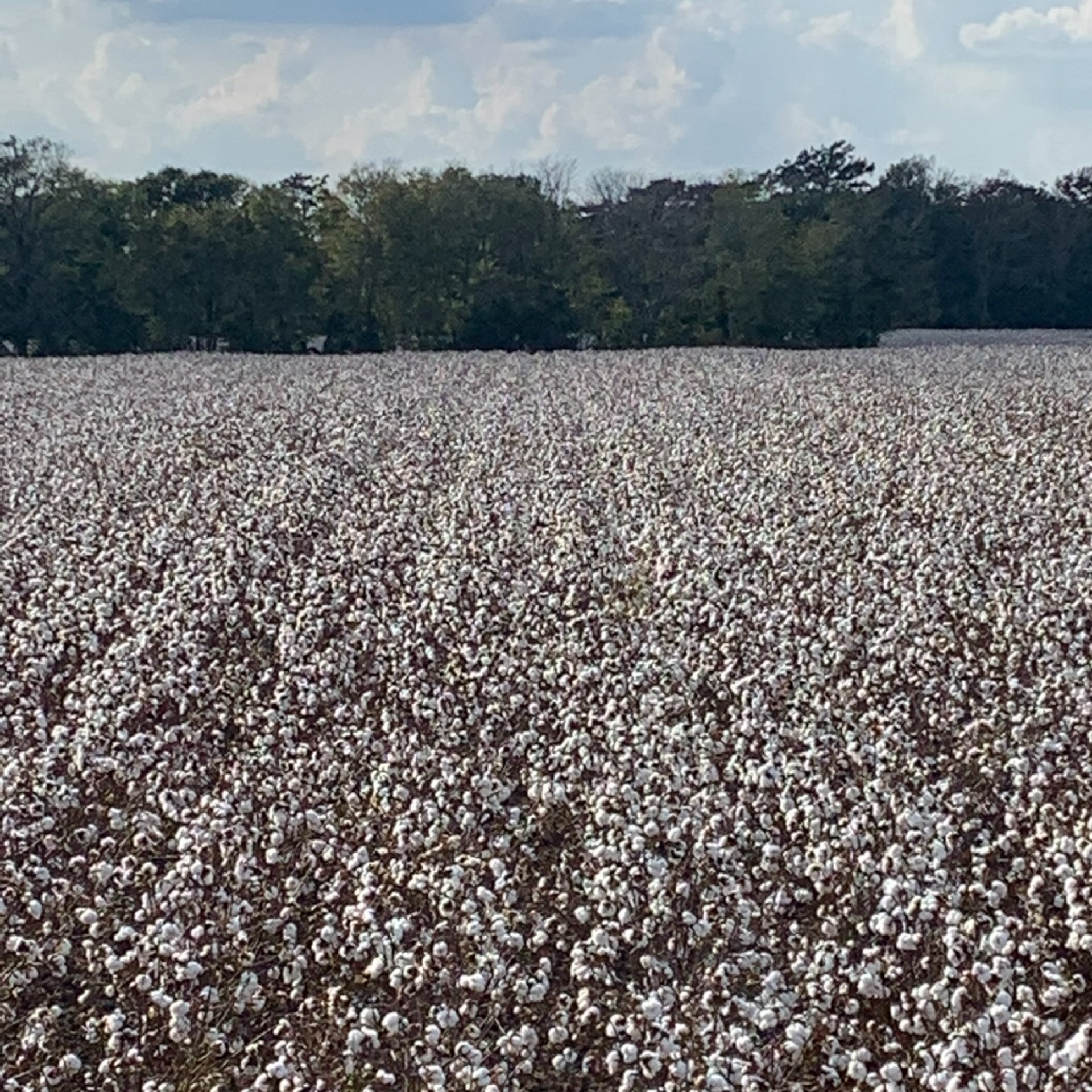 👀Sharpen® Herbicide 