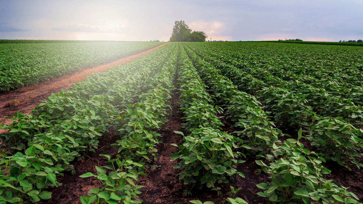 Early Planted Soybeans: Start with a Good Foundation