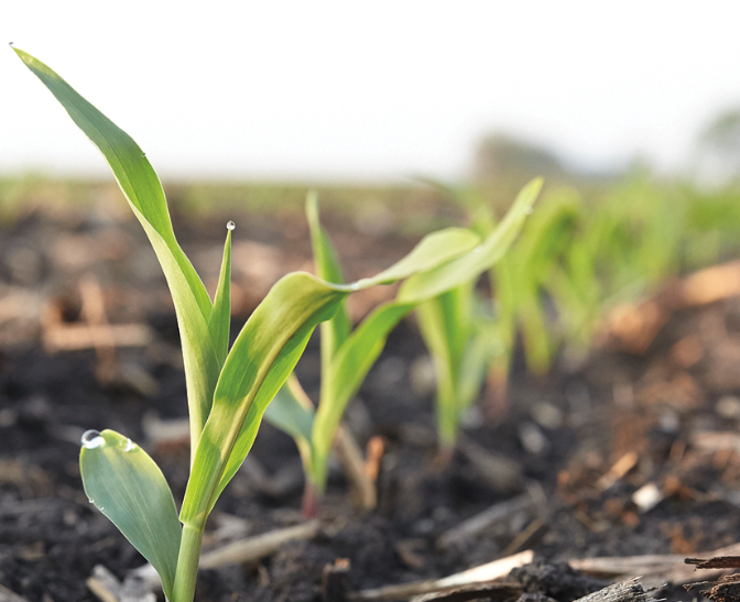 Outlook Herbicide