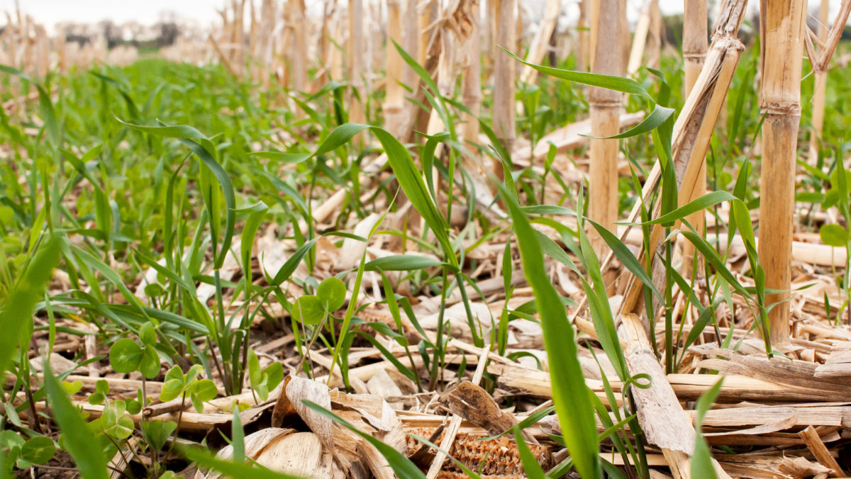 Selecting the Best Cover Crops for Corn and Soybeans