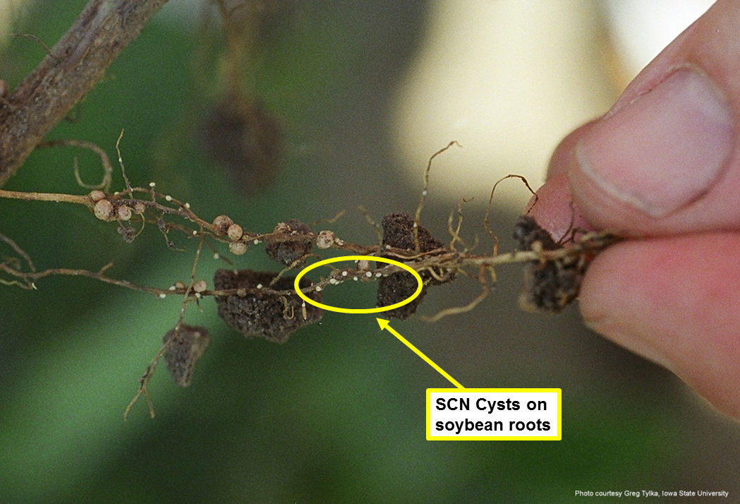 SCN Sampling: What do I do with my Cores?