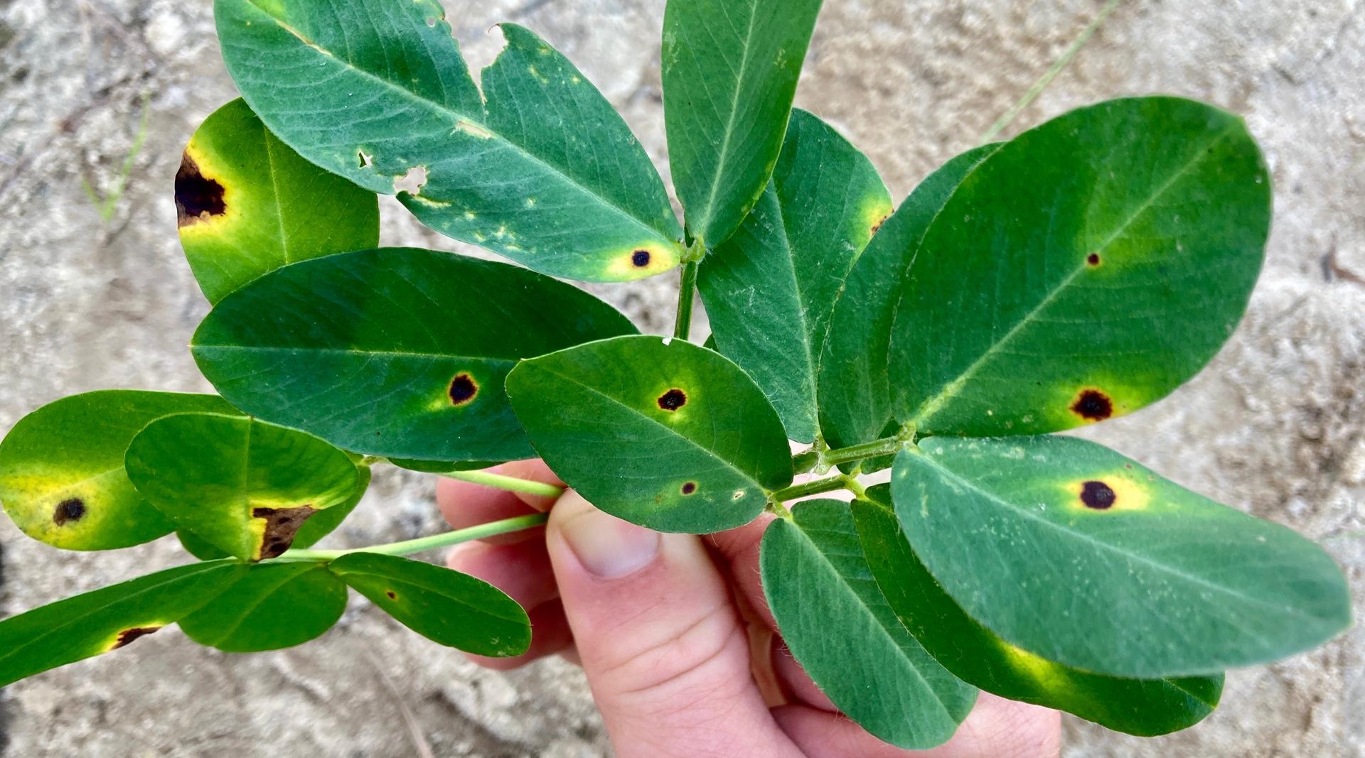 Early leaf spot is t