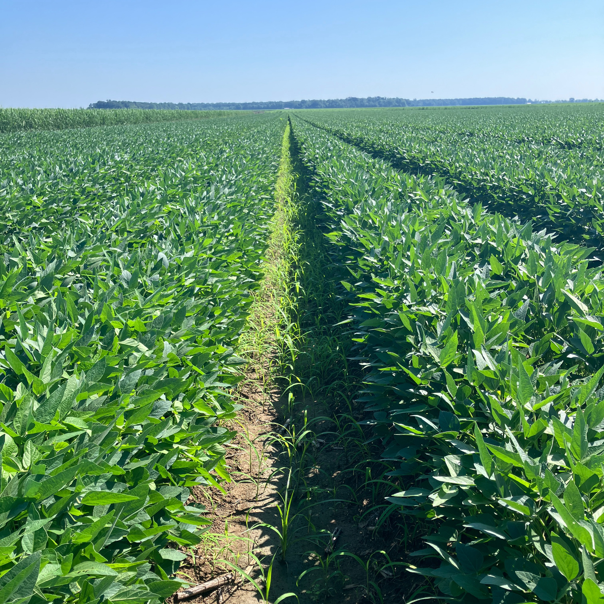 Soybeans in Loureavi