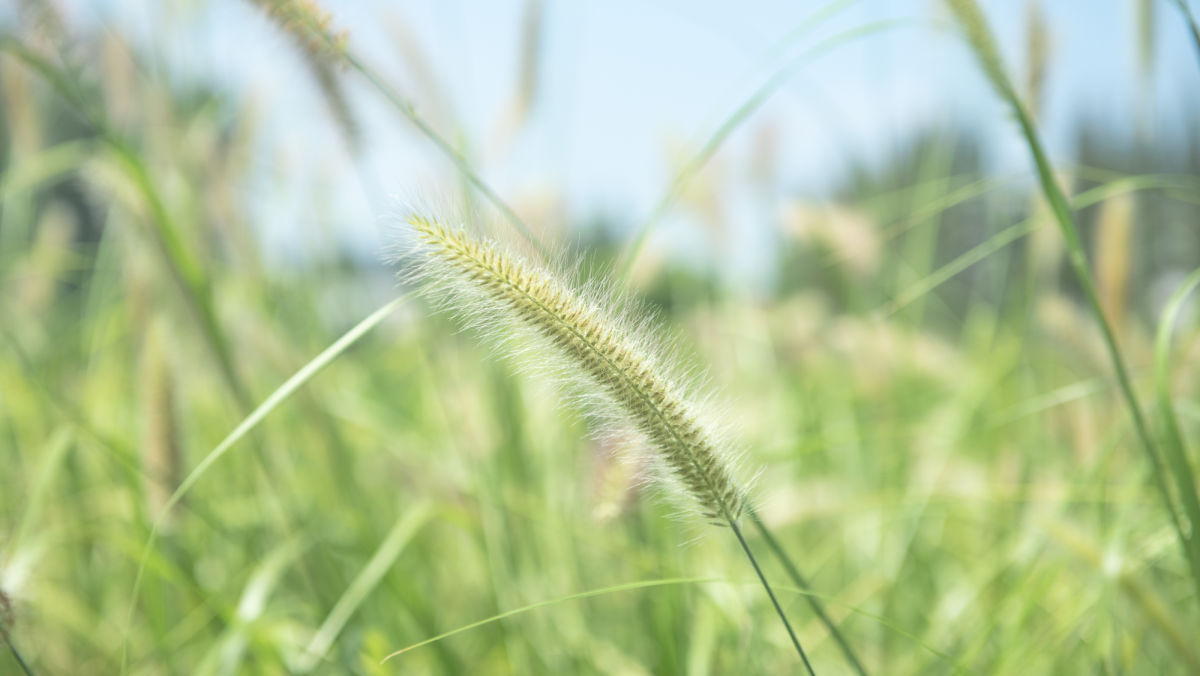 The Foxtails: A Comprehensive Field Guy for Knowing & Controlling Your Weeds