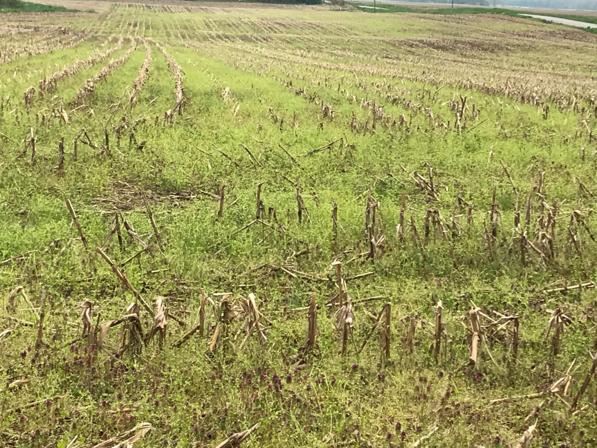 Winter annual weed development