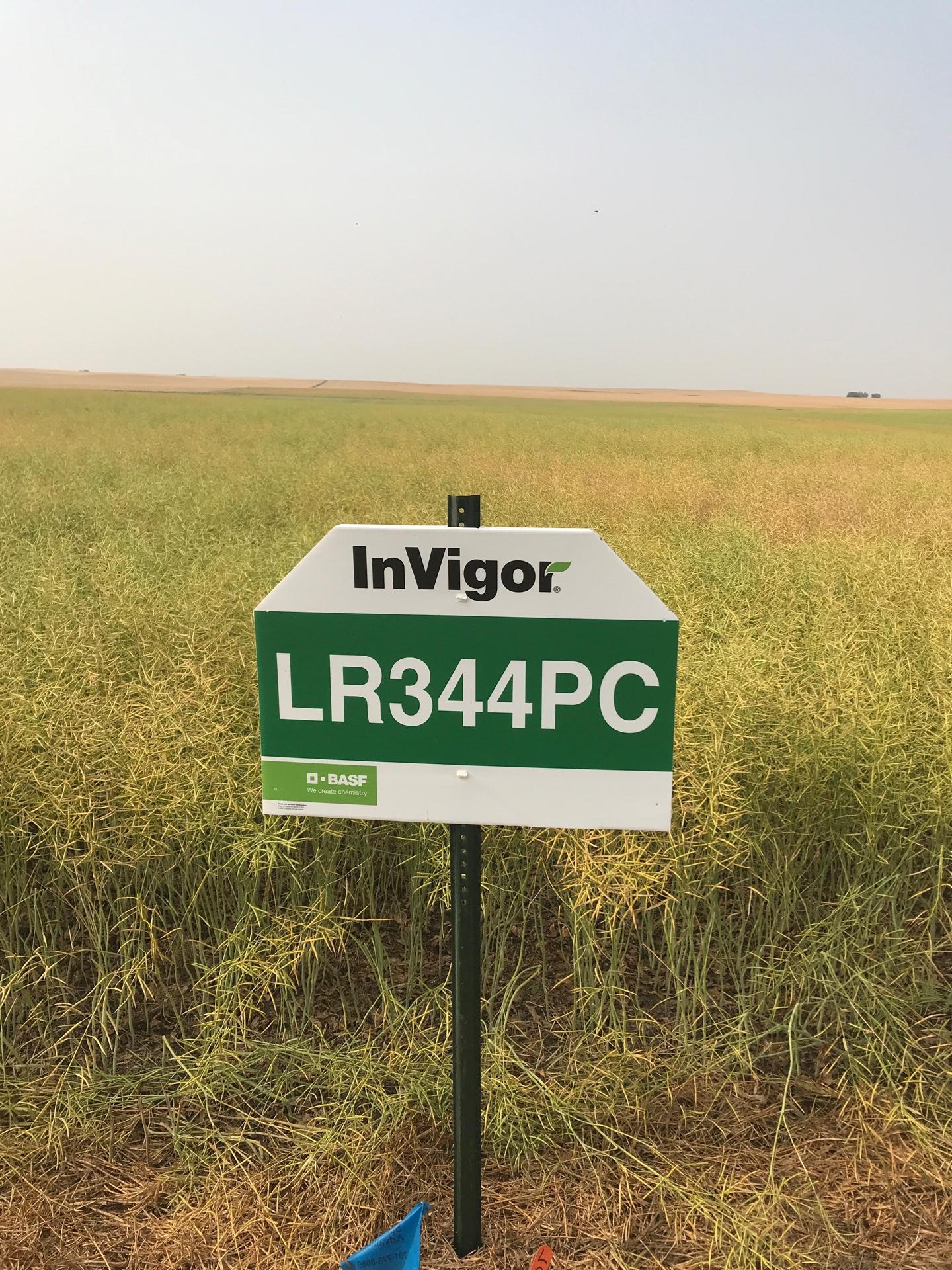 InVigor LR344PC look