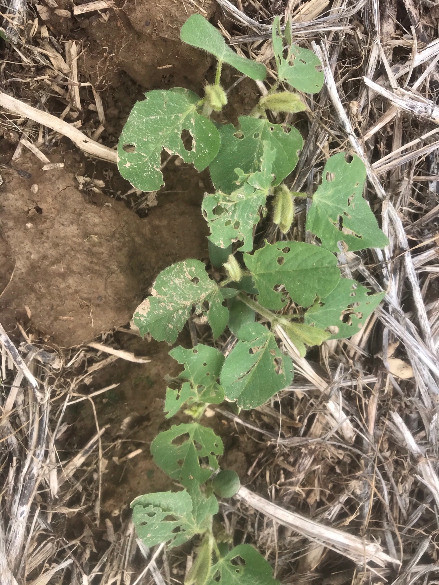 Bean Leaf Beetle in 