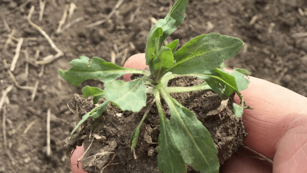 Marestail: Identify and Treat This Aggressive Winter Weed 