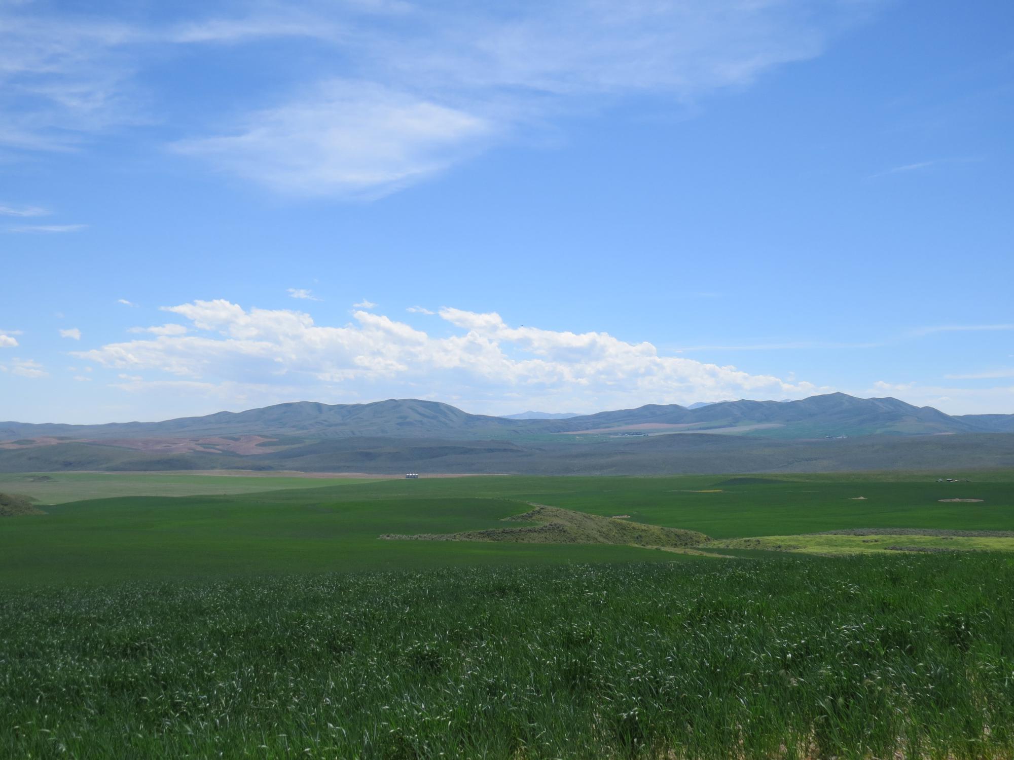 Dryland wheat farmer