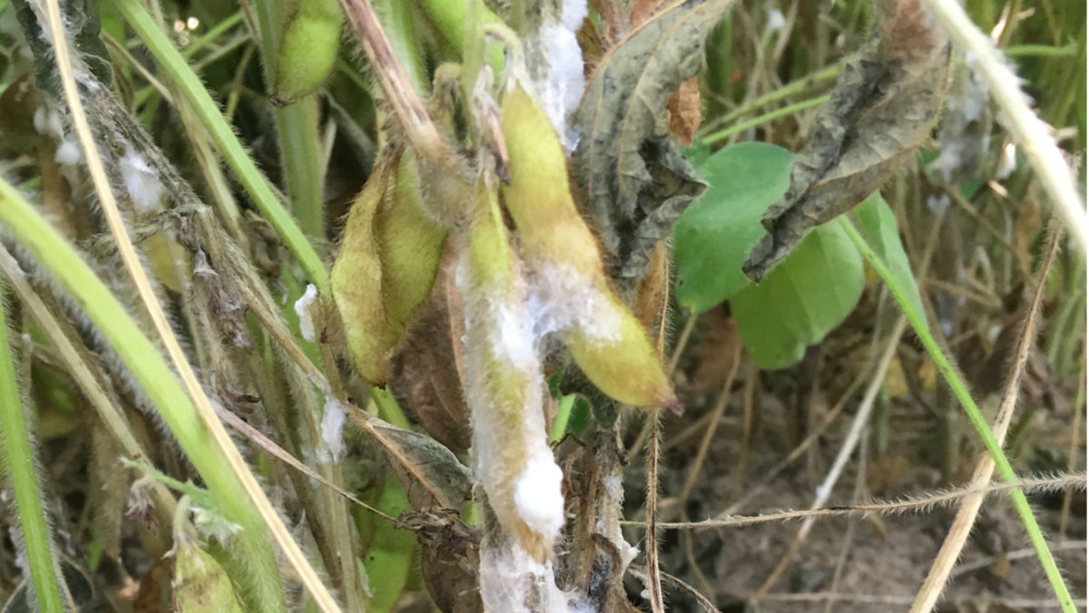 Don’t Let White Mold Wipe Out Yields: Act Now to Protect Your Soybeans​ in 2025 