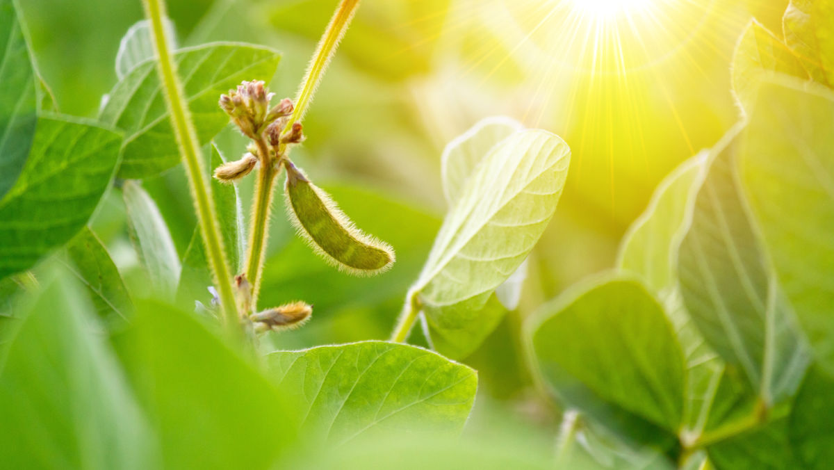 Soybean Cyst Nematode (SCN) – The Most Important Abiotic Problem of North Dakota