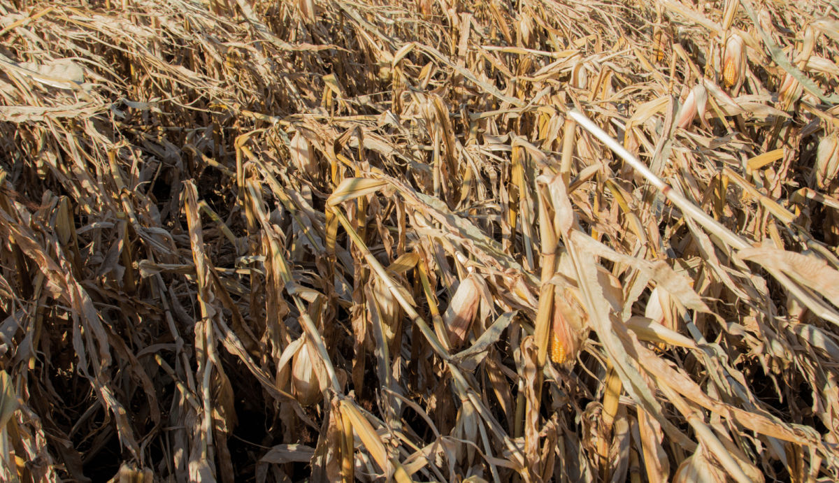 Causes of Corn Stalk Lodging + Preventive Treatment Options