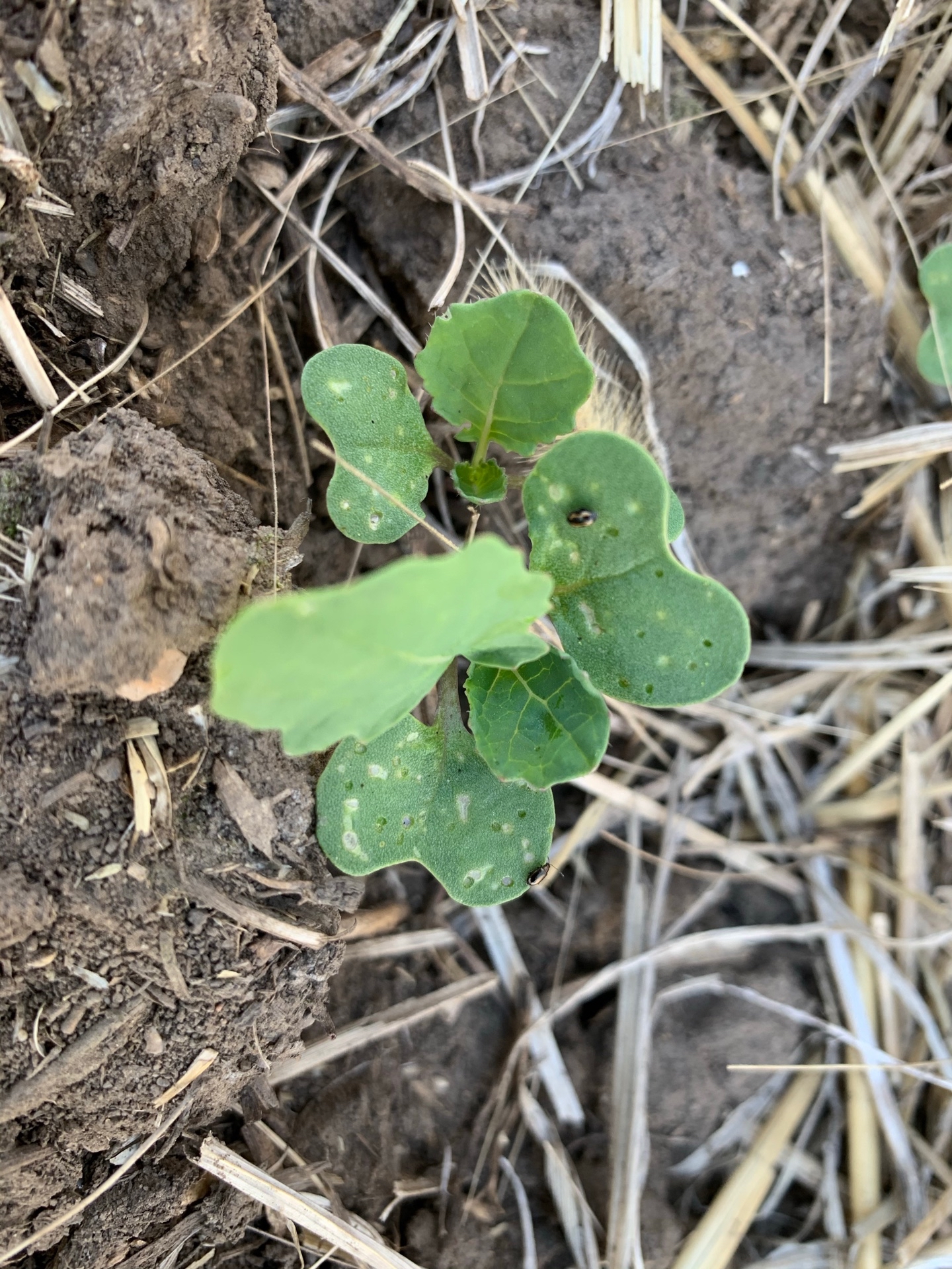 Flea beetles are act