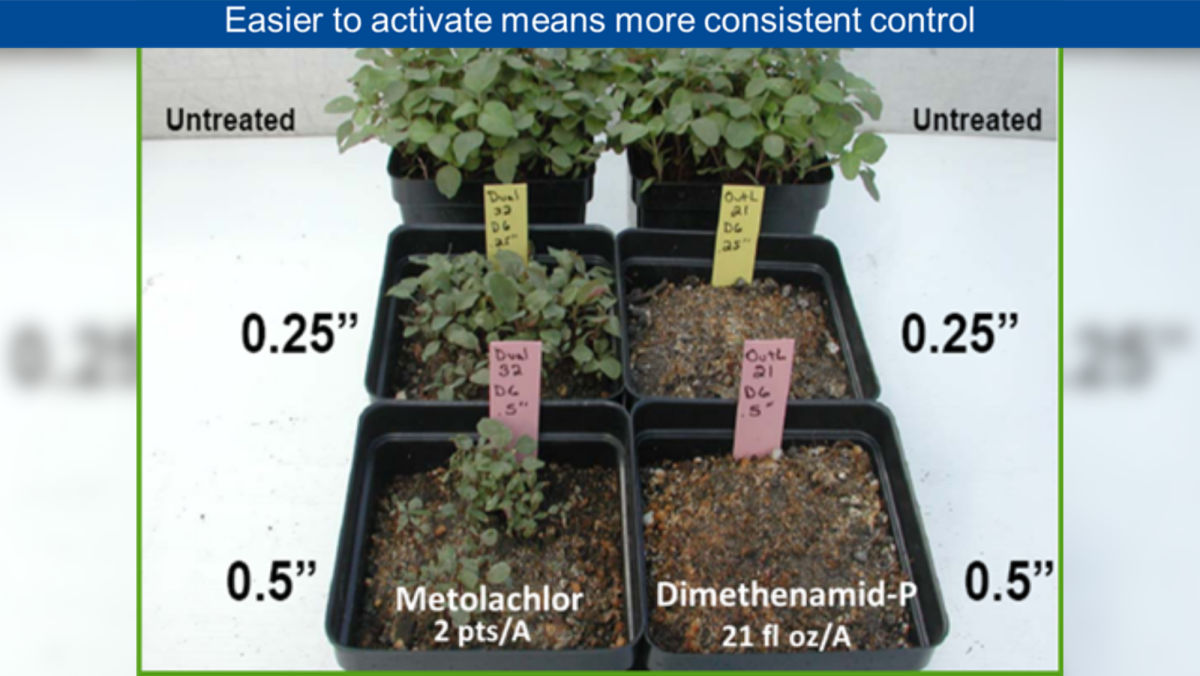 Post Corn applications with Armezon® PRO herbicide 