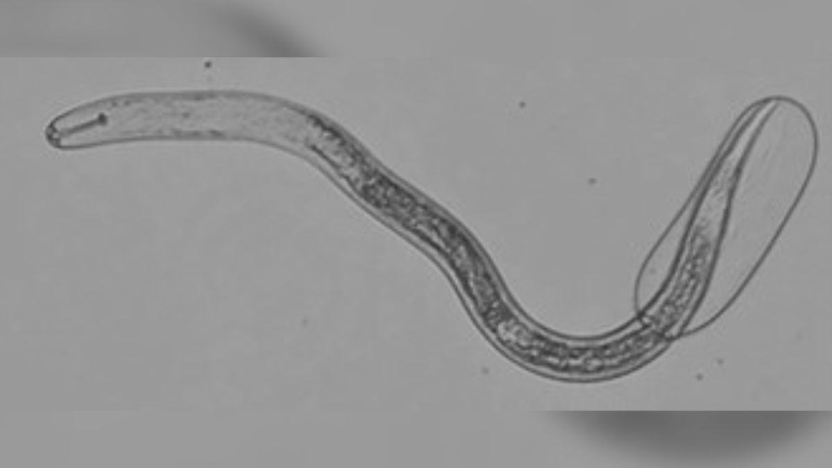 Soybean Cyst Nematode (SCN): Part 3 - Tools against a silent robber