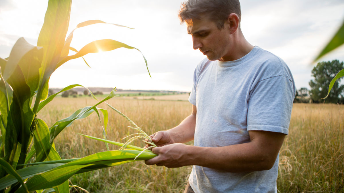 Growing Corn: How and When to Plant Corn, Step by Step 