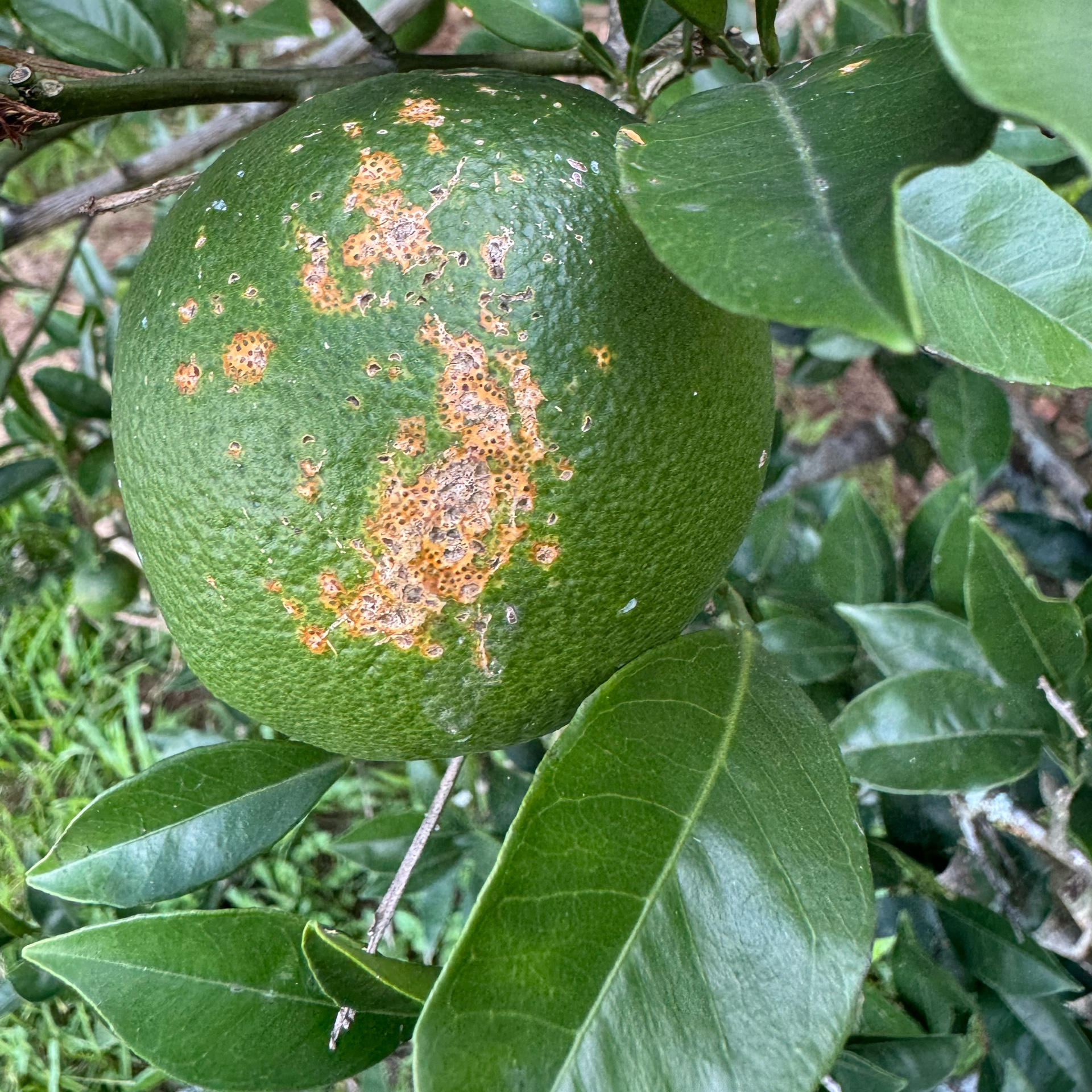 Citrus in New Iberia