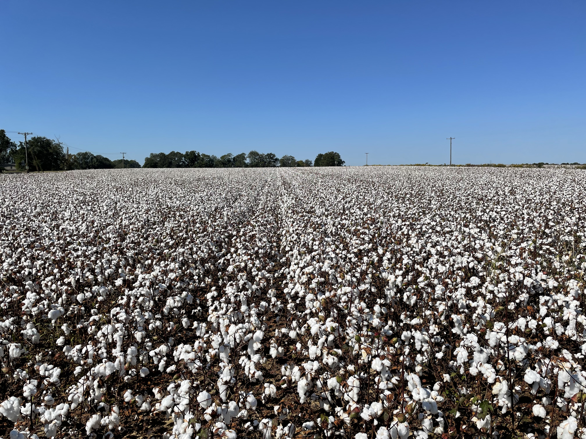 Some beautiful field