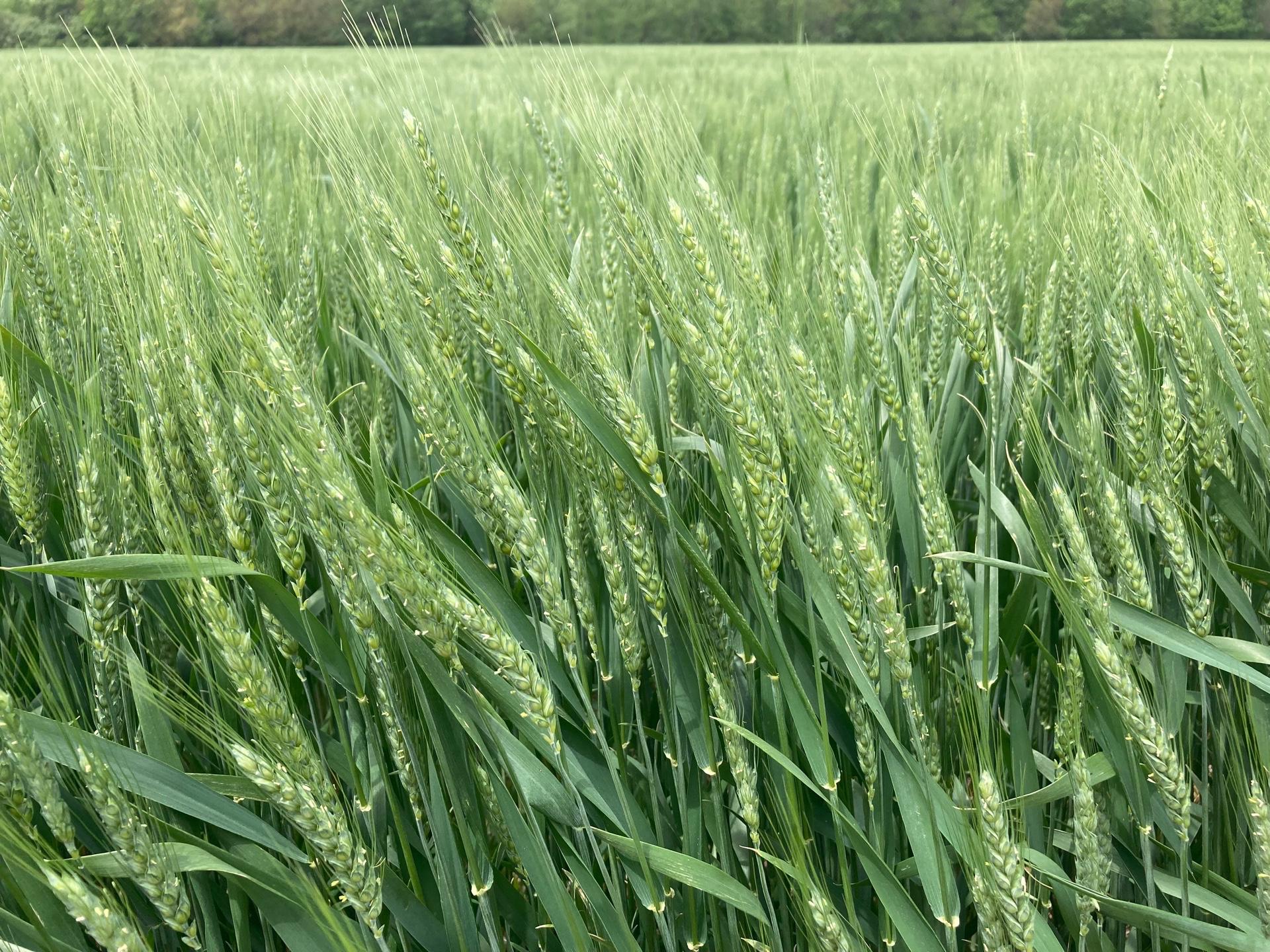 Wheat flowering(10.5