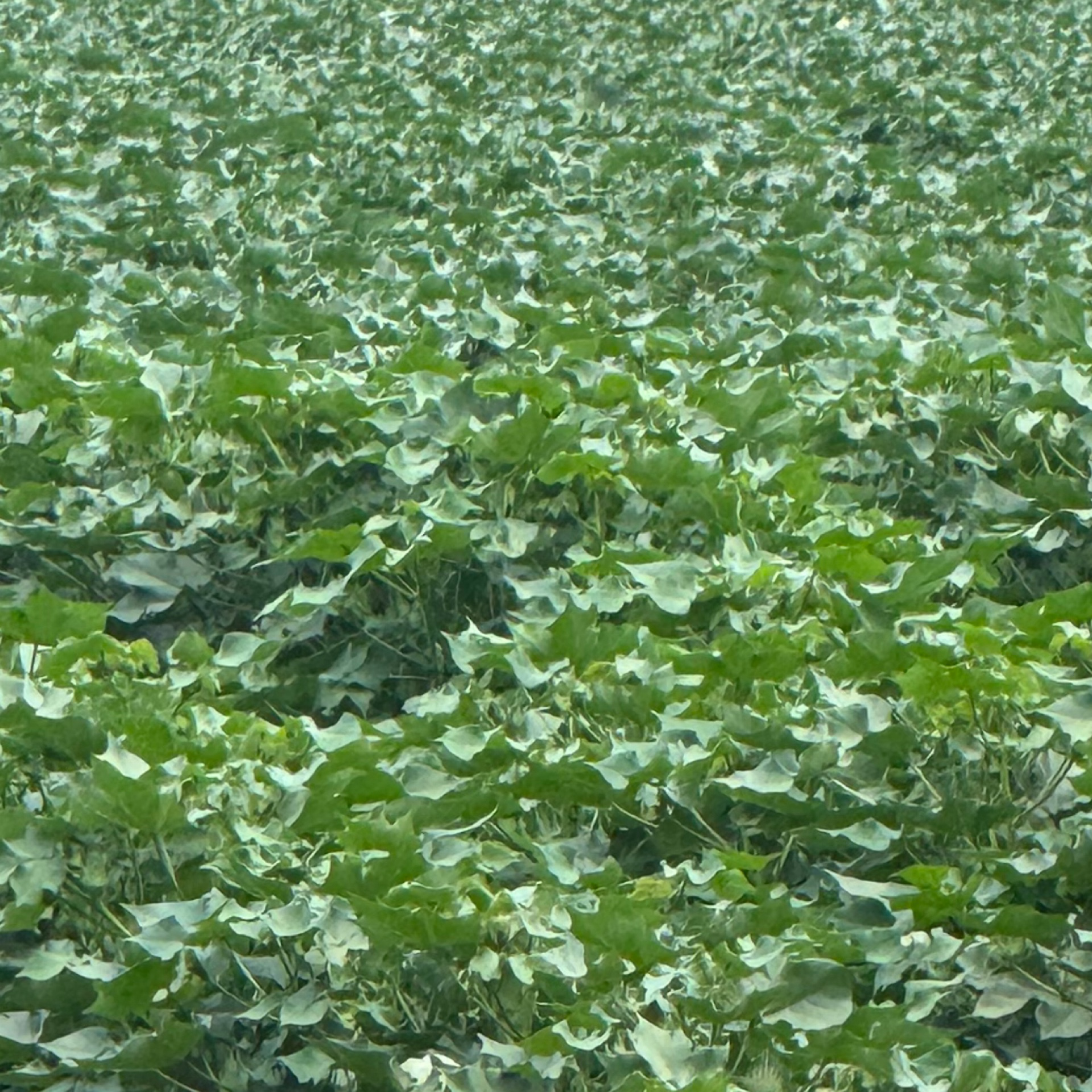 Cotton crop in N LA 