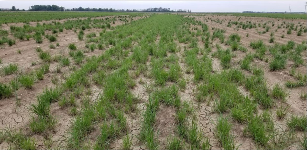 Battle for the Field: Italian Ryegrass Fall Burndown