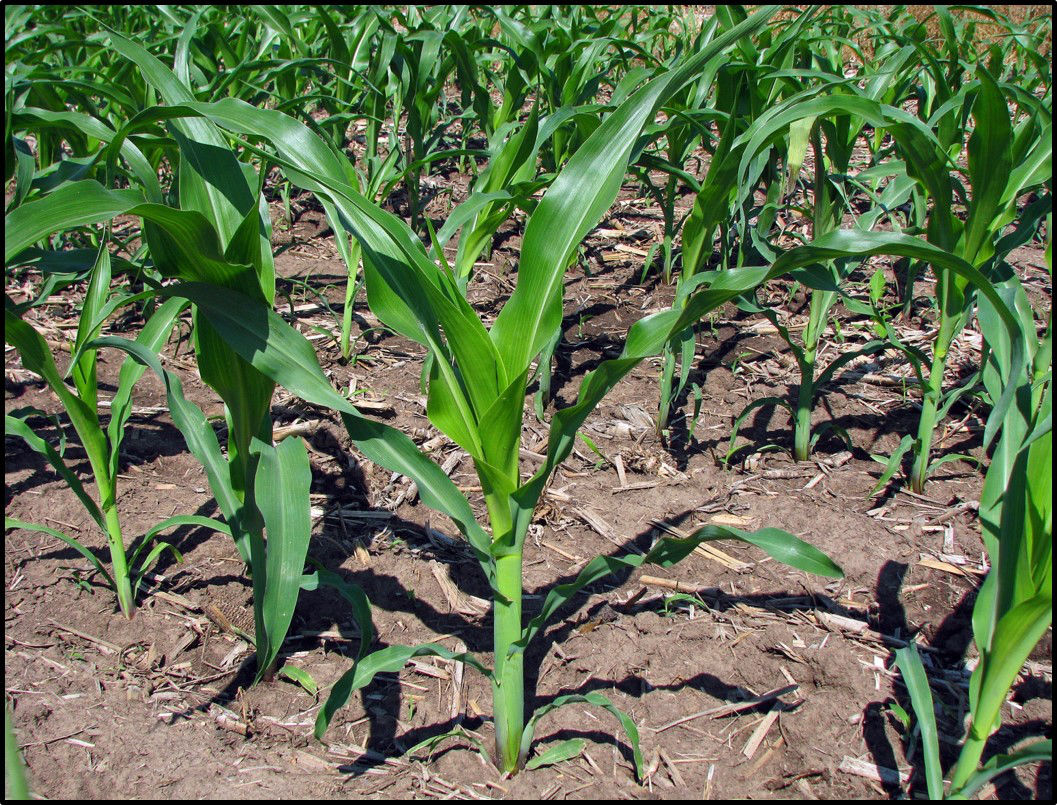 Restrictions on POST Herbicide Applications in Corn