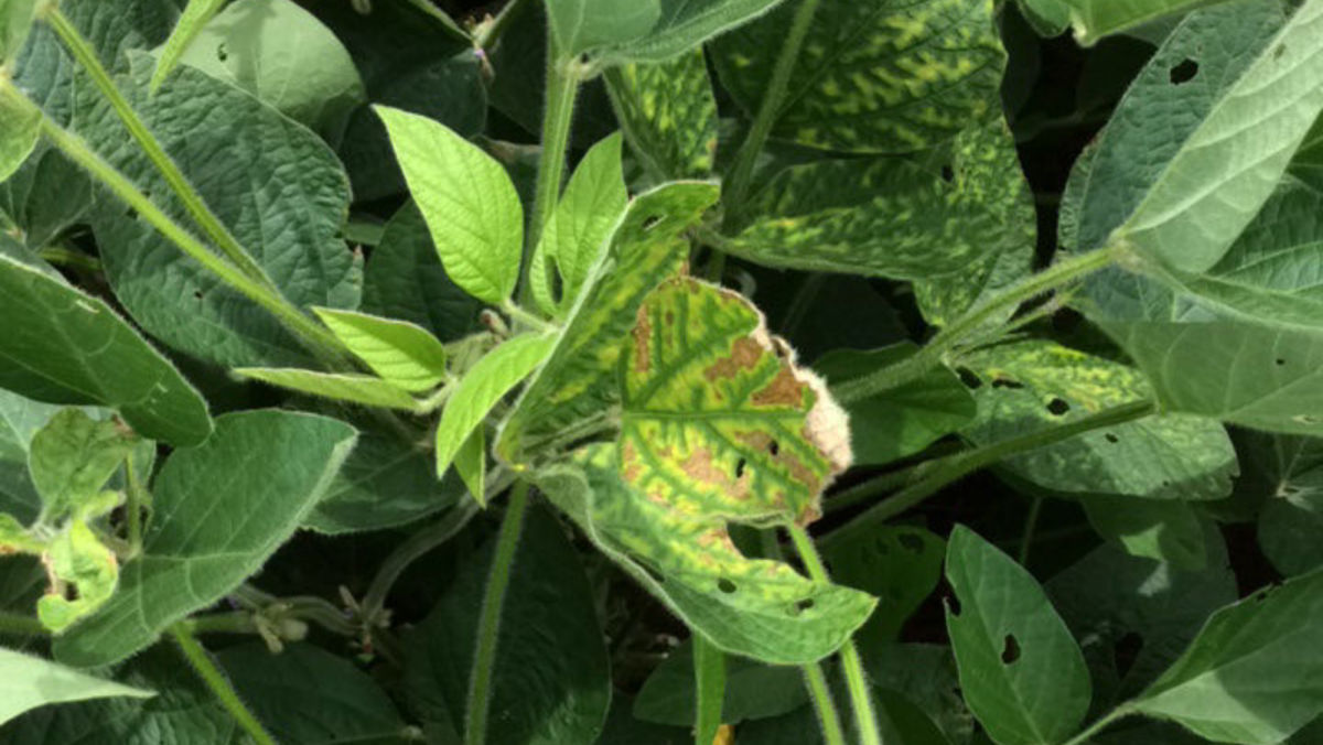 How to identify and manage sudden death syndrome (SDS) in soybeans